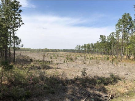 Pineland Hunting / Homesite / Timber Firetower Rd.