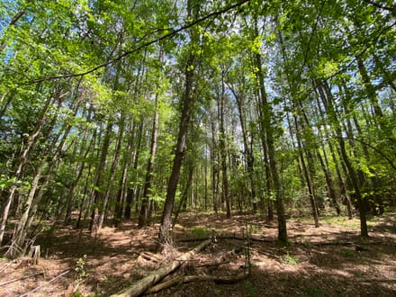 North Hunting / Timber / Recreational Land