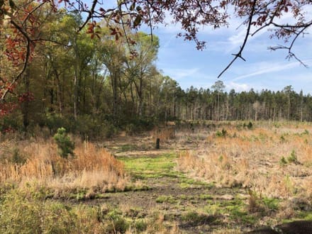 Pineland Hunting / Homesite / Timber Firetower Rd.