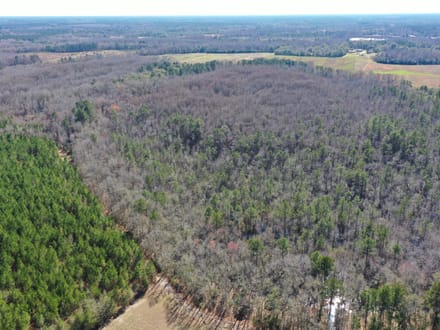 Estill SC Hunting / Timber / Recreational Land