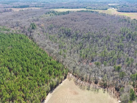 Estill SC Hunting / Timber / Recreational Land