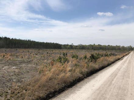 Pineland Hunting / Homesite / Timber Firetower Rd.