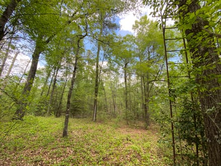 North Hunting / Timber / Recreational Land
