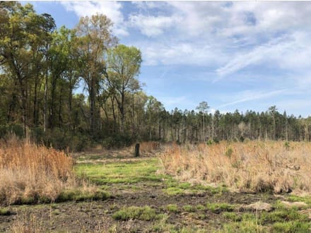 Pineland Hunting / Homesite / Timber Firetower Rd.
