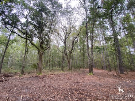 Pineland/ Jasper Country Retreat Land