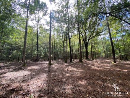 Pineland/ Jasper Country Retreat Land