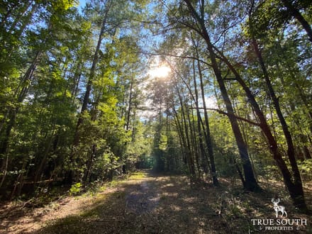 Cummings Hampton Co. Timber Land w/ Pond