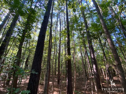 Cummings Hampton Co. Timber Land w/ Pond