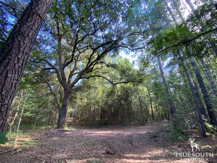 Cummings Hampton Co. Timber Land w/ Pond