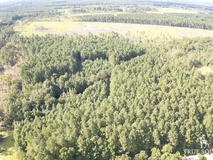 Cummings Hampton Co. Timber Land w/ Pond