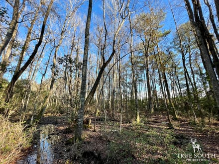 Turkey Pines Farm - Hunting & Recreational Retreat