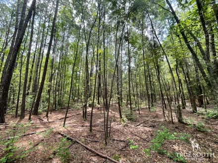 JASPER COUNTY / LOWCOUNTRY / FUTURE / HOMESITE / LAND