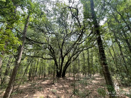 JASPER COUNTY / LOWCOUNTRY / FUTURE / HOMESITE / LAND