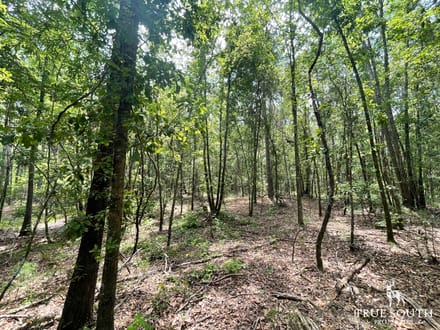 JASPER COUNTY / LOWCOUNTRY / FUTURE / HOMESITE / LAND