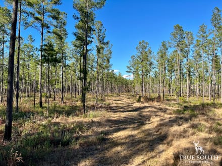 Turkey Pines Farm - Hunting & Recreational Retreat
