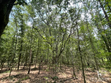 JASPER COUNTY / LOWCOUNTRY / FUTURE / HOMESITE / LAND