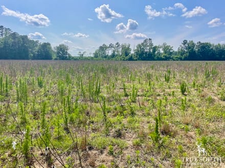 LOWCOUNTRY / COLLETON COUNTY / LAND FOR SALE