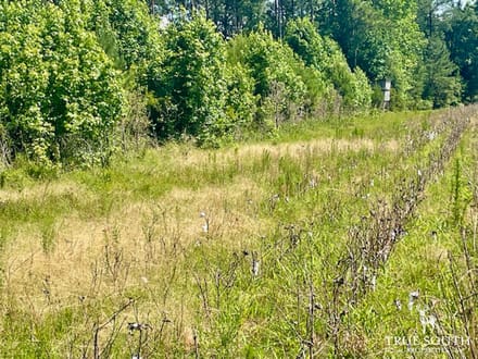 LOWCOUNTRY / COLLETON COUNTY / LAND FOR SALE