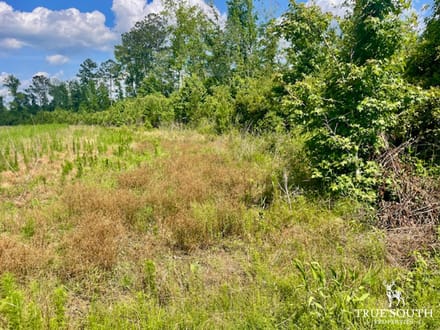 LOWCOUNTRY / COLLETON COUNTY / LAND FOR SALE