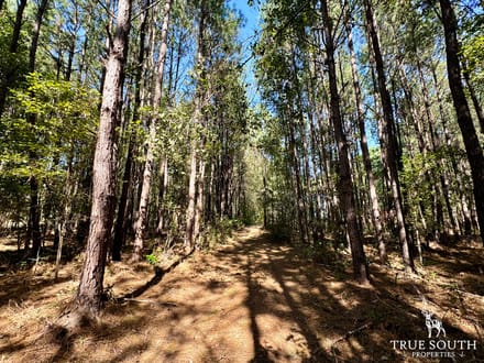 Estill SC Hunting & Recreational Farm w/ Cabin