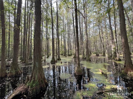 Estill SC Hunting & Future Development Land w. Pond