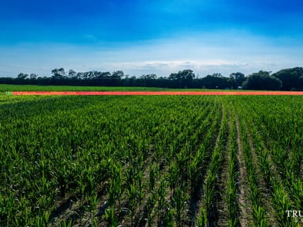 Bamberg County / 6.19 acres / For Sale