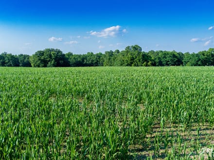 Bamberg County / 6.19 acres / For Sale