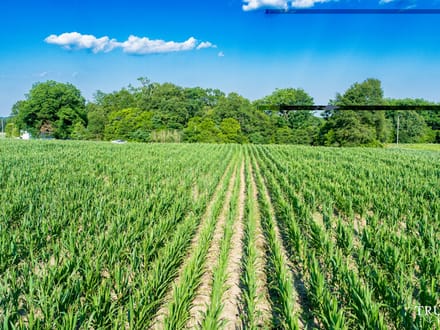 Bamberg County / 6.19 acres / For Sale