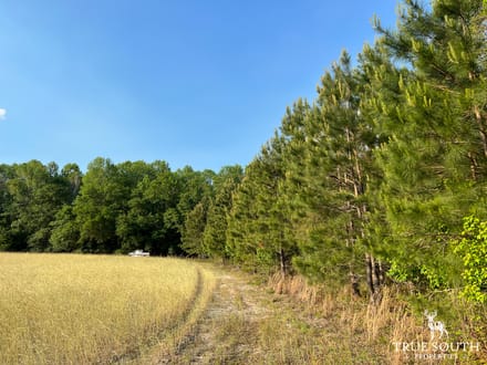 Hampton 10 Acre Future Homesite Mini Farm