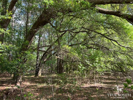 Hampton 10 Acre Future Homesite Mini Farm