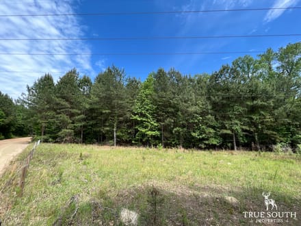 Neeses Orangeburg Co Timber / Hunting / Country Homesite Land