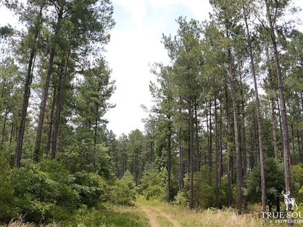Nixville Hampton Co. Timber / Hunting Land