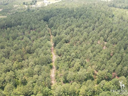 Nixville Hampton Co. Timber / Hunting Land