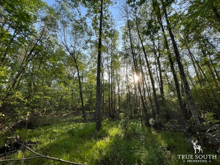Hampton 10 Acre Future Homesite Mini Farm