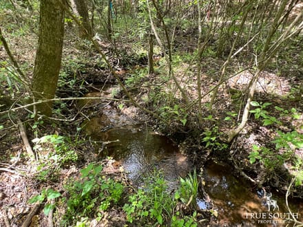 Neeses Orangeburg Co Timber / Hunting / Country Homesite Land
