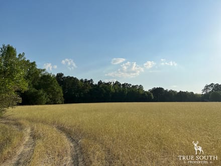 Hampton 10 Acre Future Homesite Mini Farm
