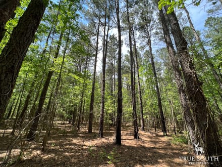 Neeses Orangeburg Co Timber / Hunting / Country Homesite Land