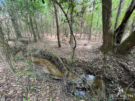 Neeses Orangeburg Co Timber / Hunting / Country Homesite Land
