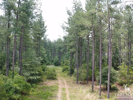 Nixville Hampton Co. Timber / Hunting Land