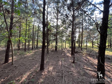 Hampton 10 Acre Future Homesite Mini Farm