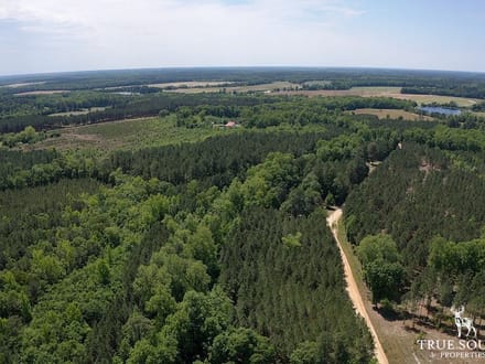 Neeses Orangeburg Co Timber / Hunting / Country Homesite Land