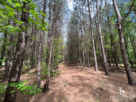 Neeses Orangeburg Co Timber / Hunting / Country Homesite Land