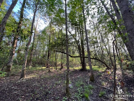 Hampton 10 Acre Future Homesite Mini Farm