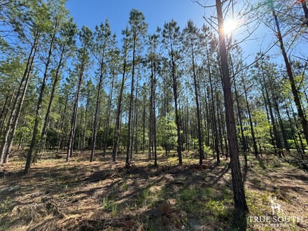 Brunson, Hampton Co. Land For Sale