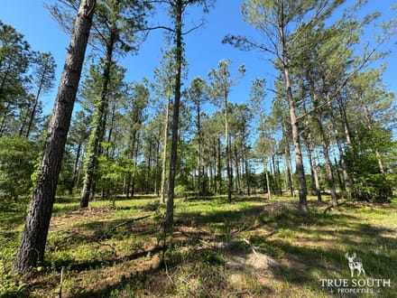 Brunson, Hampton Co. Land For Sale