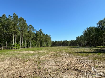 Brunson, Hampton Co. Land For Sale