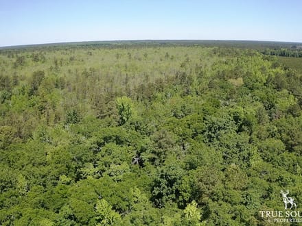 Olar Bamberg Co 50 AC Hunting Land