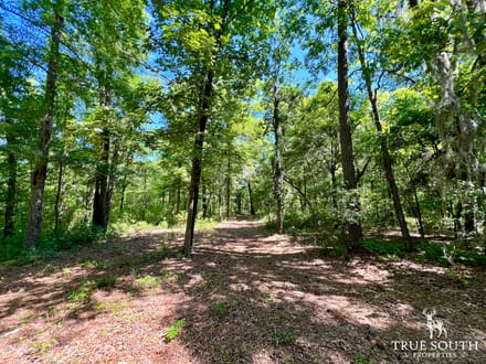 Olar Bamberg Co 50 AC Hunting Land