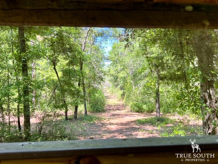 Olar Bamberg Co 50 AC Hunting Land