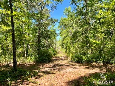 Olar Bamberg Co 50 AC Hunting Land